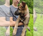 Small #16 German Shepherd Dog