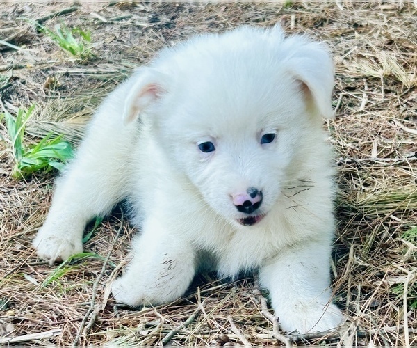 Medium Photo #12 Miniature Australian Shepherd Puppy For Sale in BELLVILLE, OH, USA