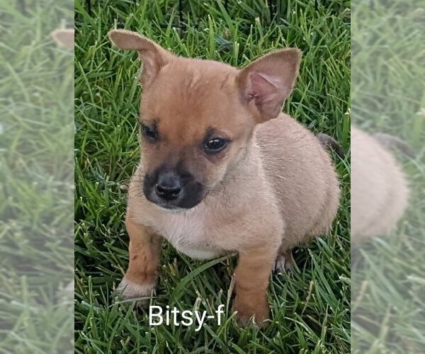 Medium Photo #1 Chihuahua-Unknown Mix Puppy For Sale in San Bernardino, CA, USA