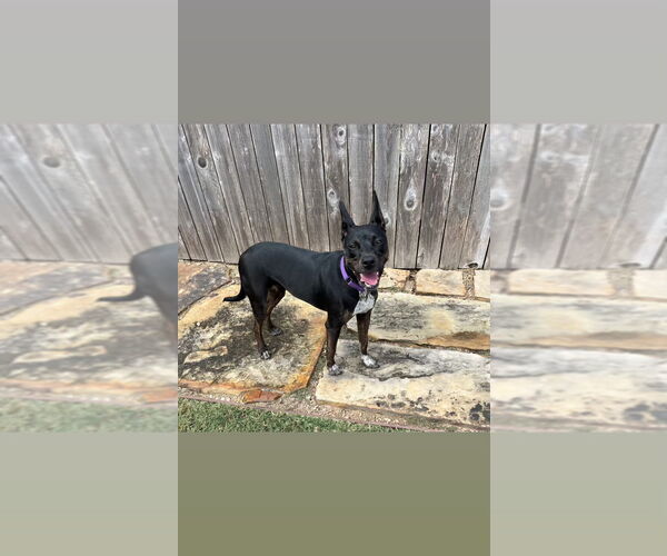 Medium Photo #11 Labrador Retriever-Unknown Mix Puppy For Sale in Katy, TX, USA