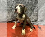 Small #2 American Pit Bull Terrier Mix