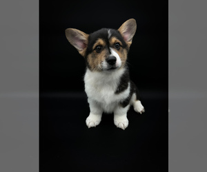 Pembroke Welsh Corgi Puppy for sale in FAIRBANK, IA, USA