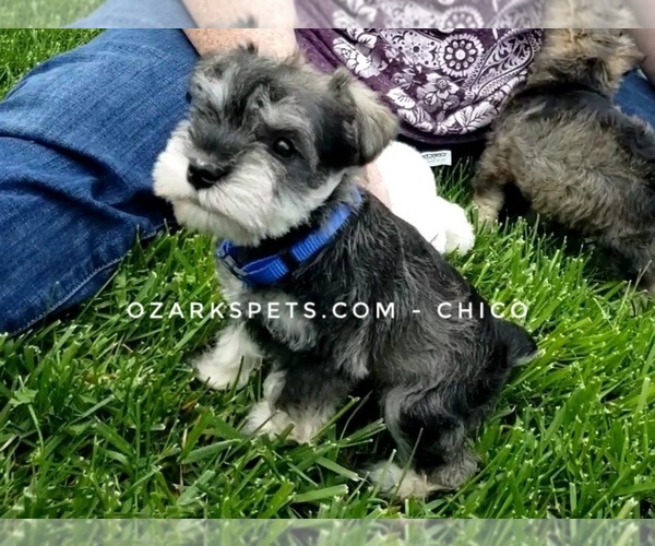 Medium Photo #5 Schnauzer (Miniature) Puppy For Sale in CEDAR GAP, MO, USA