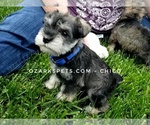Small Photo #5 Schnauzer (Miniature) Puppy For Sale in CEDAR GAP, MO, USA