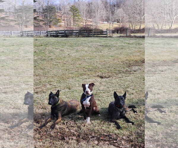 Medium Photo #4 American Pit Bull Terrier-Unknown Mix Puppy For Sale in Germantown, OH, USA