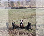 Small #3 American Pit Bull Terrier Mix