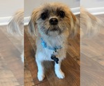 Small #4 Shih Tzu Mix