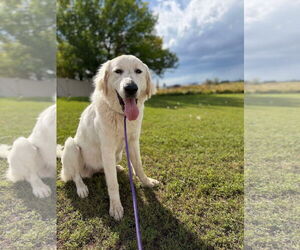 Medium Great Pyrenees