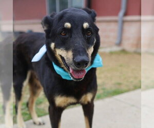Mutt Dogs for adoption in San Antonio, TX, USA