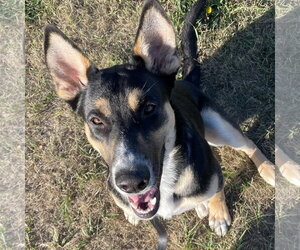 Poo Fighter - Male Siberian Husky-Unknown Mix Dog for Adoption - Photo #2
