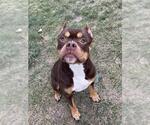 Small American Pit Bull Terrier-Bulldog Mix