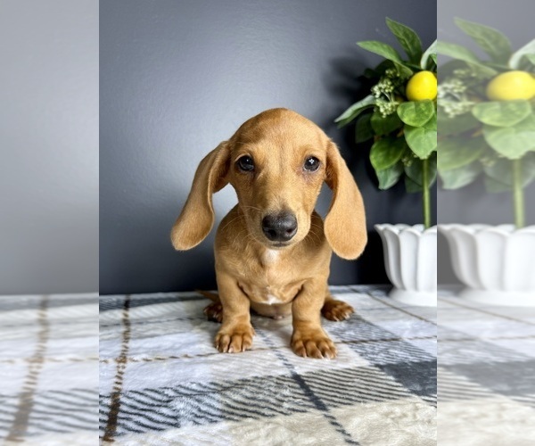 Medium Photo #8 Dachshund Puppy For Sale in GREENFIELD, IN, USA