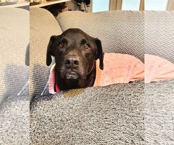 Medium Photo #4 Labrador Retriever-Unknown Mix Puppy For Sale in Germantown, OH, USA