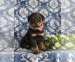 Small Photo #1 Rottweiler Puppy For Sale in CHRISTIANA, PA, USA