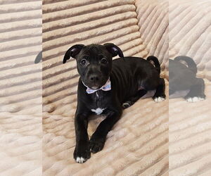 Mutt Dogs for adoption in Oakhurst, NJ, USA