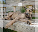 Small #3 Bouvier Des Flandres Mix