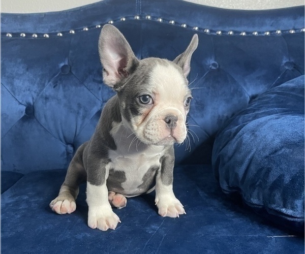 Medium Photo #8 French Bulldog Puppy For Sale in VIRGINIA BEACH, VA, USA