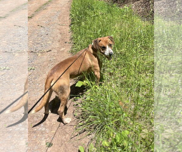 Medium Photo #3 Mutt Puppy For Sale in Hinton, WV, USA