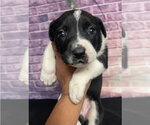 Small #6 Bulldog Mix