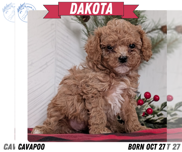 Medium Photo #1 Cavapoo (Miniature) Puppy For Sale in GOSHEN, IN, USA