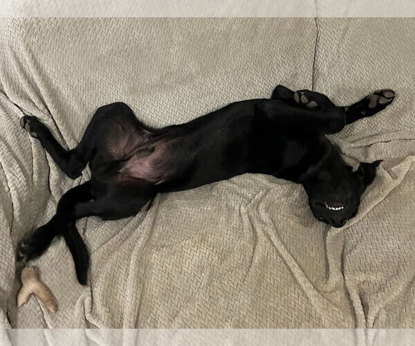 Medium Photo #3 Labrador Retriever-Unknown Mix Puppy For Sale in Salt Lake City, UT, USA