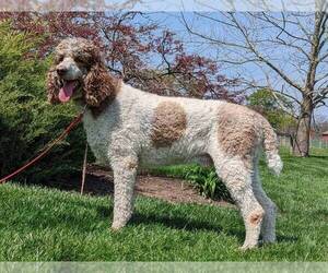 Father of the Bernedoodle puppies born on 05/02/2024