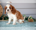 Small Photo #9 Cavalier King Charles Spaniel Puppy For Sale in WOLCOTTVILLE, IN, USA