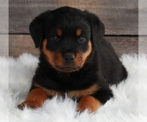 Rottweiler Puppy for sale in FREDERICKSBURG, OH, USA