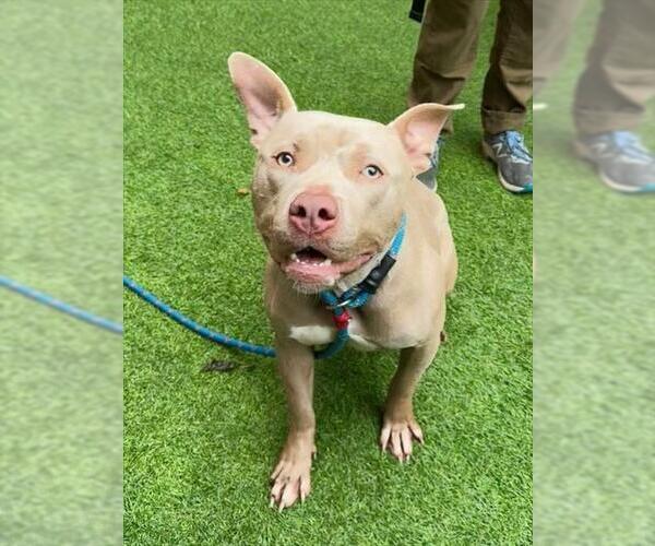 Medium Photo #1 Mutt Puppy For Sale in San Francisco, CA, USA