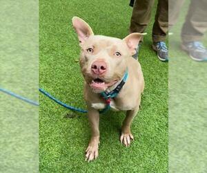 Mutt Dogs for adoption in San Francisco, CA, USA