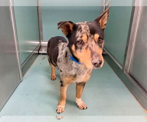 Mutt Dogs for adoption in Moreno Valley, CA, USA