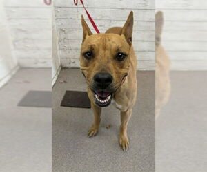 American Pit Bull Terrier-Unknown Mix Dogs for adoption in San Bernardino, CA, USA