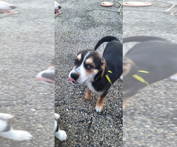 Medium Photo #4 Australian Shepherd-Unknown Mix Puppy For Sale in Aurora, IN, USA