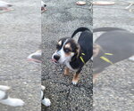 Small #3 Australian Shepherd Mix