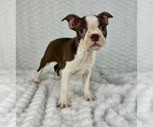 Boston Terrier Puppy for sale in FRANKLIN, IN, USA