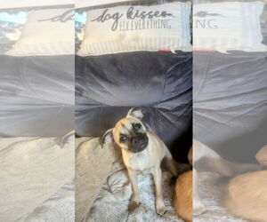 Pug-Unknown Mix Dogs for adoption in Morganville, NJ, USA