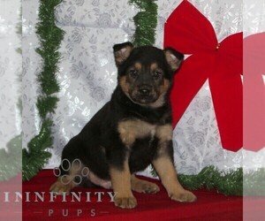Australian Cattle Dog-German Shepherd Dog Mix Puppy for sale in OXFORD, PA, USA