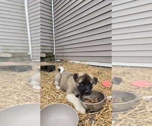 Akita Puppy for sale in SANBORN, NY, USA