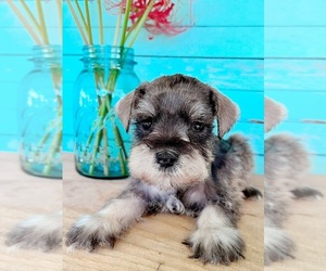Schnauzer (Miniature) Puppy for sale in THE ROCK, GA, USA