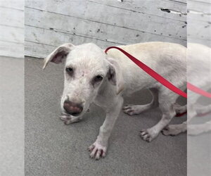 Labrador Retriever-Unknown Mix Dogs for adoption in San Bernardino, CA, USA
