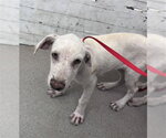 DAPHNEY - Female Labrador Retriever-Unknown Mix Dog for Adoption - Small photo