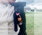 Puppy Pink collar German Shepherd Dog