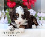 Small #2 Bernedoodle (Miniature)
