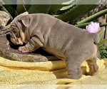 Small Photo #10 Bulldog Puppy For Sale in JACKSONVILLE, FL, USA