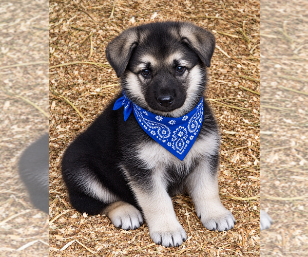 Medium Photo #1 German Shepherd Dog Puppy For Sale in SPOTSYLVANIA, VA, USA