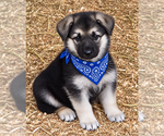 Austiin - Male German Shepherd Dog Puppy for Sale - Small photo