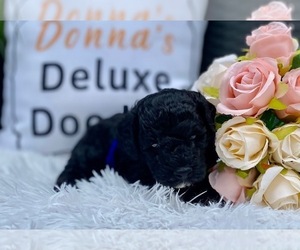 Goldendoodle (Miniature) Puppy for sale in LAKE PANASOFFKEE, FL, USA