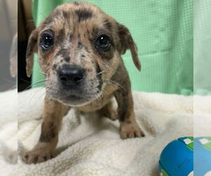 Catahoula Leopard Dog-Unknown Mix Dogs for adoption in Rockaway, NJ, USA