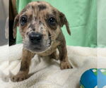 Small Catahoula Leopard Dog Mix