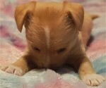 Puppy Puppy 5 Jack Chi